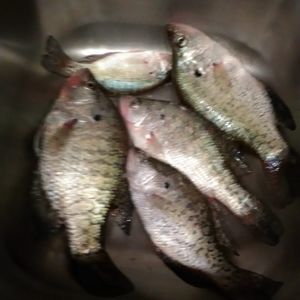 Meet your Posher, Leebo